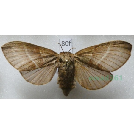 Macrothylacia rubi (Linnaeus, 1758) female Poland80f